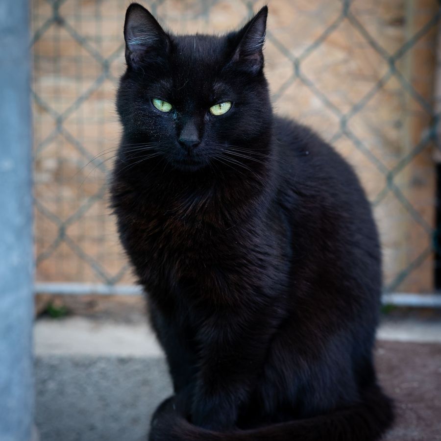 A black cat with green eyes sitting by a wire fence